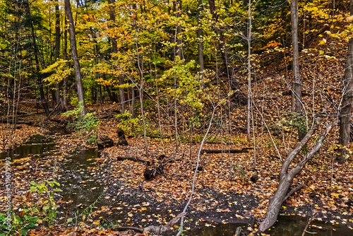 The water in the stream and the golden leaves compete for attention - Fall in Central Ontario, Canada