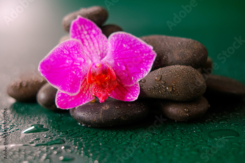 wallpaper with stones and flowers. Orchid flower and stones in water drops on a dark green background.Pink orchid flowers and gray stones. Spa and wellness concept 