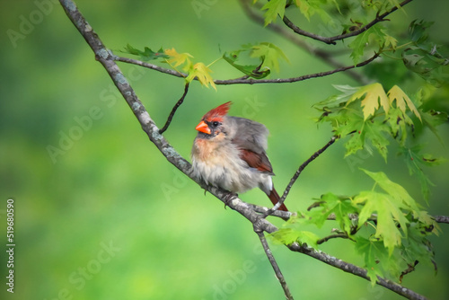 Female Northern Cardinal in Tree, Ruffled Feather