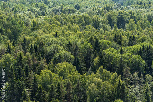 Aerial view of forest in sunny summer day.