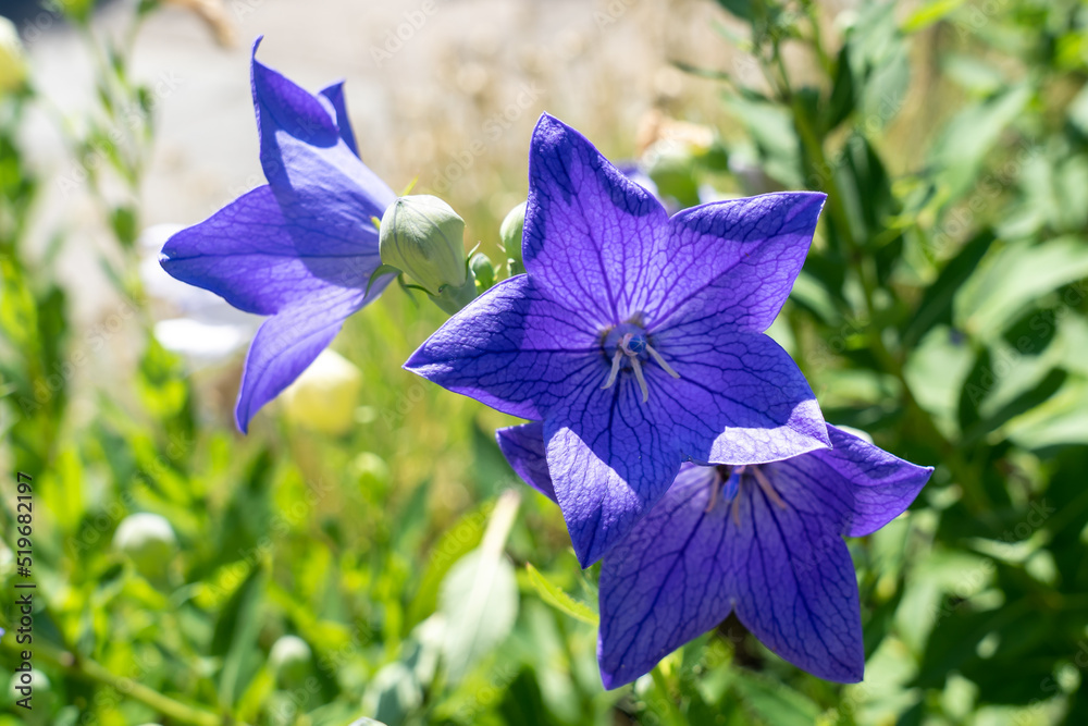 'Fuji Pink' Balloon flowers (Platycodon grandiflorus) are shown in ...