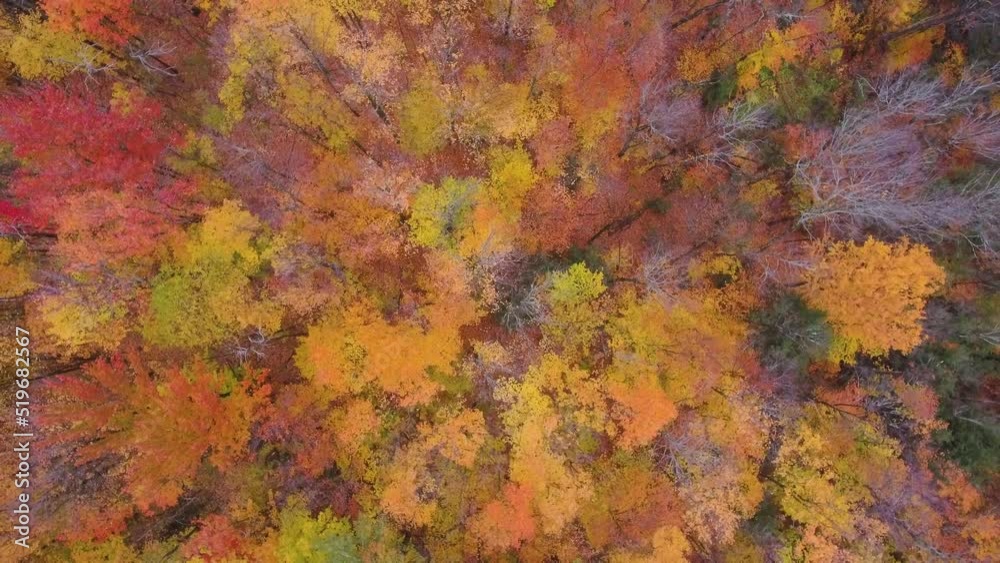 Breathtaking top down aerial view of an colorful forest during the autumn season. Breathtaking top down aerial view of an colorful forest during the autumn season.
