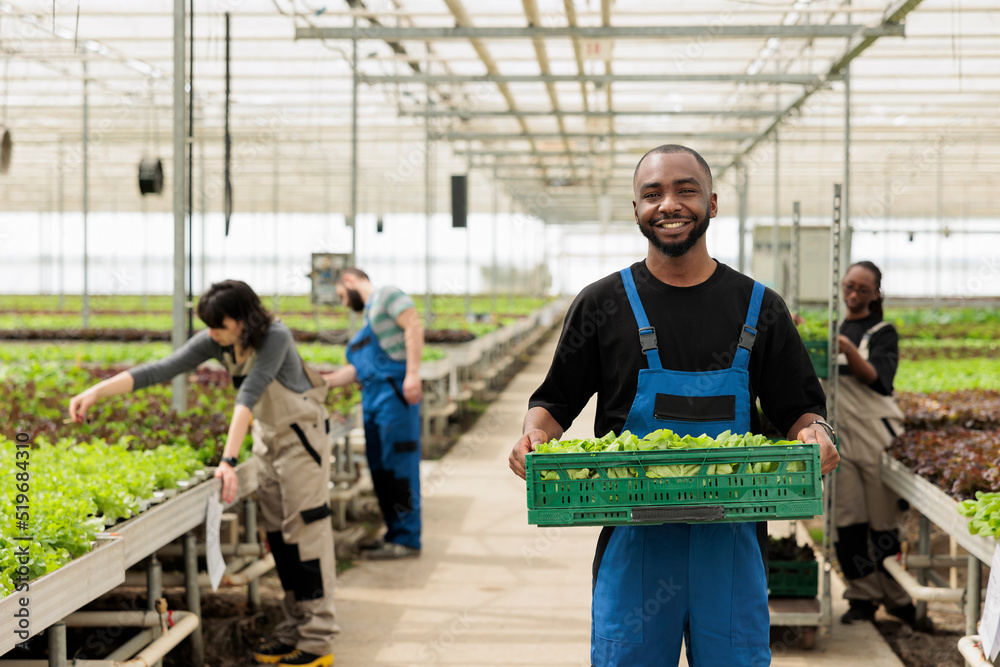 Fototapeta premium Portrait of african american man showing crate with fresh lettuce production ready for delivery to local business. Organic food grower farmer holding batch of fresh salad grown in greenhouse.