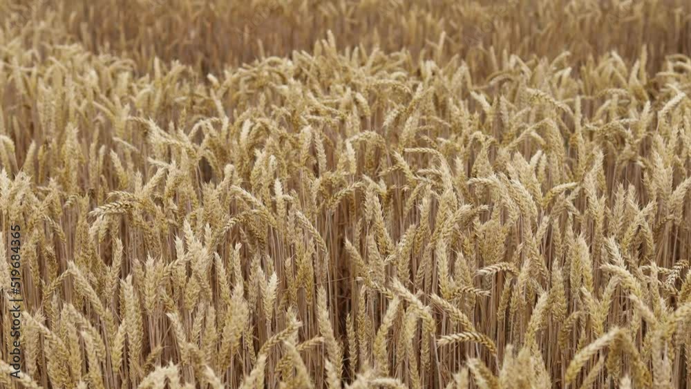 ears of wheat on the field a during sunset. wheat agriculture harvesting agribusiness concept. walk in large wheat field. large harvest of wheat in summer on the field landscape lifestyle ears of wheat on the field a during sunset. wheat agriculture harvesting agribusiness concept. walk in large wheat field. large harvest of wheat in summer on the field landscape lifestyle