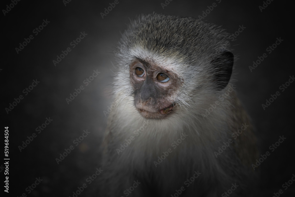 Portrait of a vervet monkey on a black background Portrait of a vervet monkey on a black background