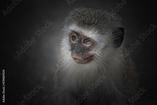 Portrait of a vervet monkey on a black background photo