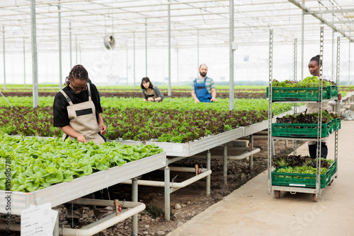 Greenhouse african american farmer cultivating lettuce checking for pests or damage to leaves. Woman working in organic farm doing quality control while workers prepare crates for delivery.