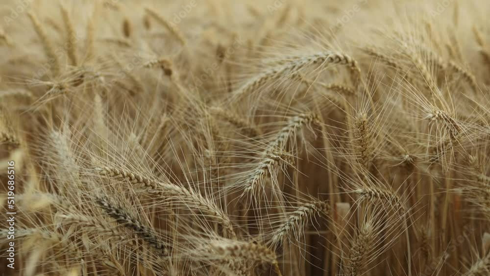 Wheat Field. Ears of wheat close up. Harvest and harvesting concept. Wheat Field. Ears of wheat close up. Harvest and harvesting concept.
