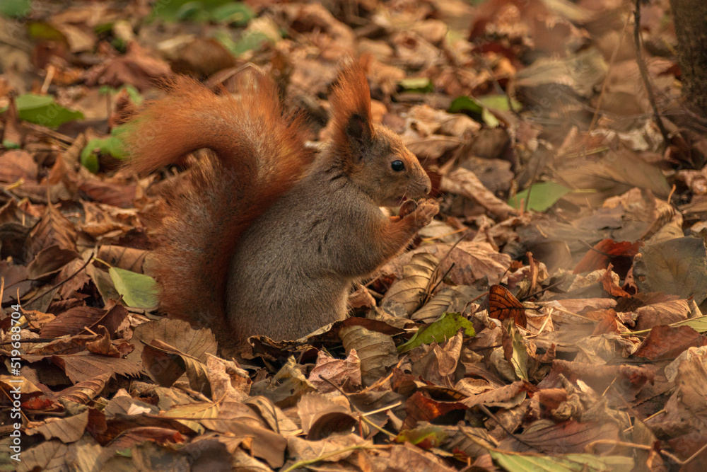 fluffy squirrel eats nuts on the background of the autumn forest close-up fluffy squirrel eats nuts on the background of the autumn forest close-up