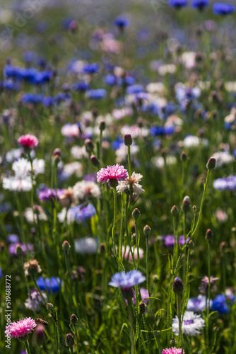 Multicolored (blue, purple, pink, white and other) cornflower flowers (Centaurea cyanus) field in sunny summer day, Smiltene, Latvia.