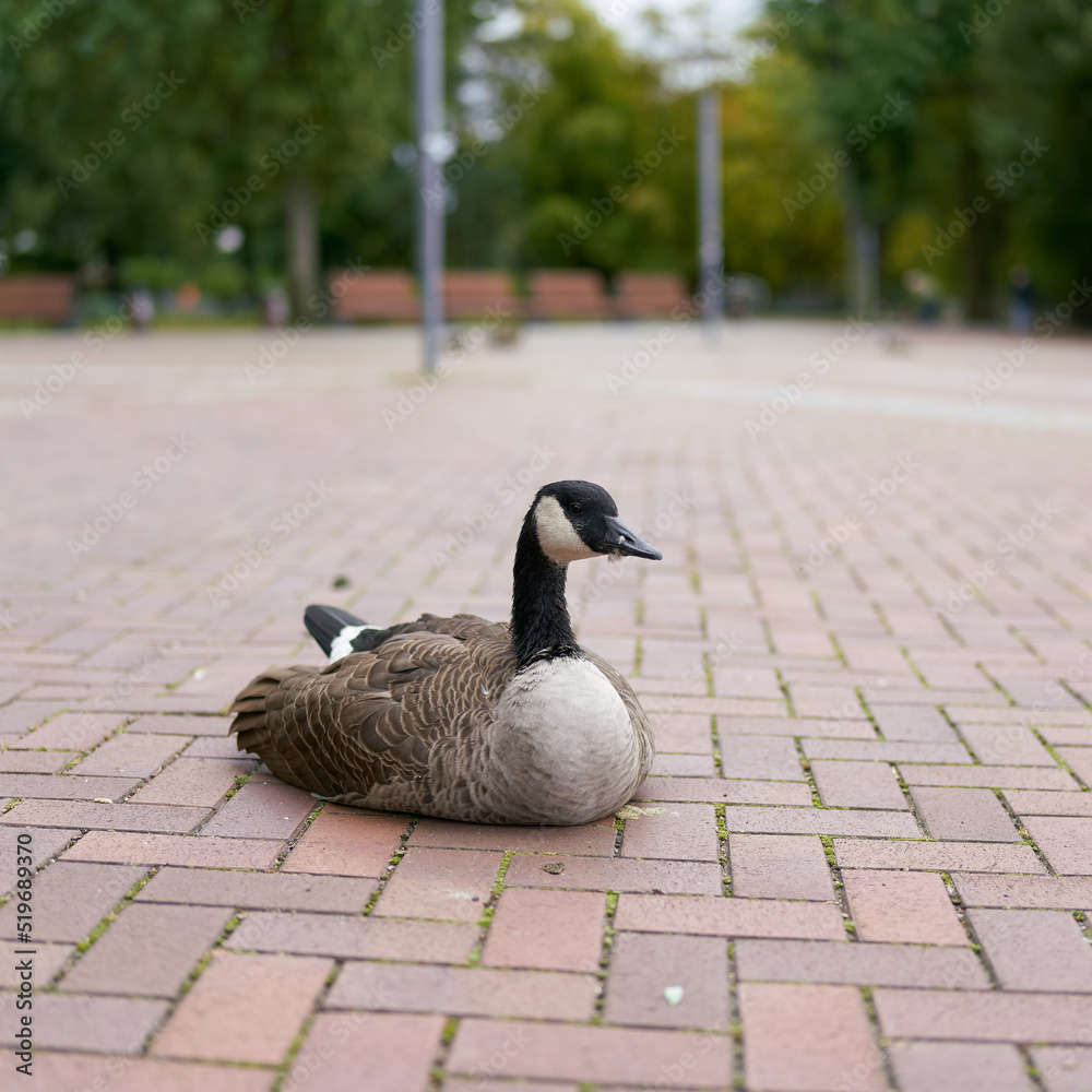 Fototapeta premium Canada goose Branta canadensis on a footpath in the new habitat in the Berlin district of Alt Tegel
