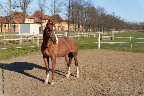 Horse on a horse farm near Magdeburg in Germany © Heiko Küverling