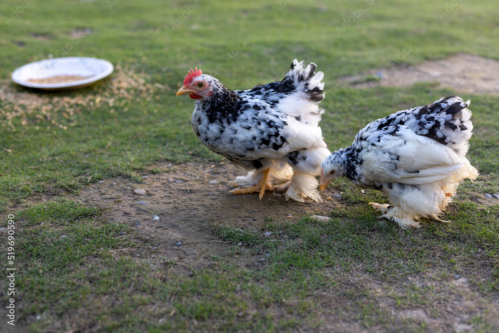 Cochin china mottled bantam chickens roaming freely in the grass Stock