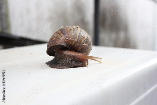 Snail animal life in nature. It is crawling find some food. Background and foreground are blurred.