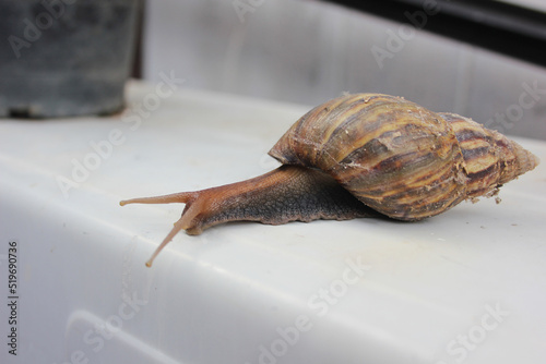 Snail animal life in nature. It is crawling find some food. Background and foreground are blurred.