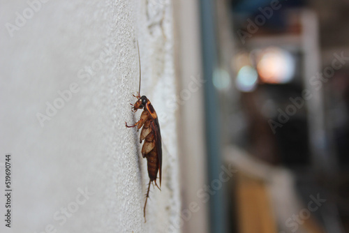 cockroaches, animals that often live in dirty places and have a strong smell