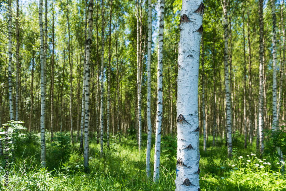 Obraz premium Birch grove on a sunny summer day.