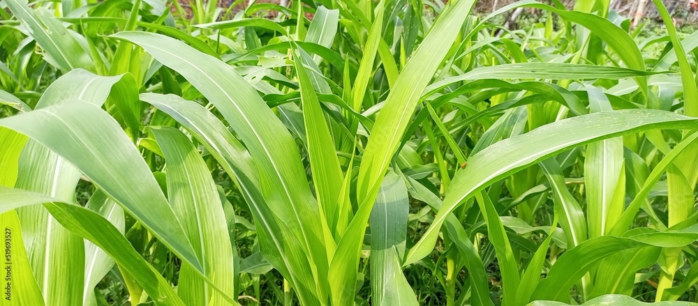 Obraz premium Dieffenbachia leaf, Green leaf pattern in background.