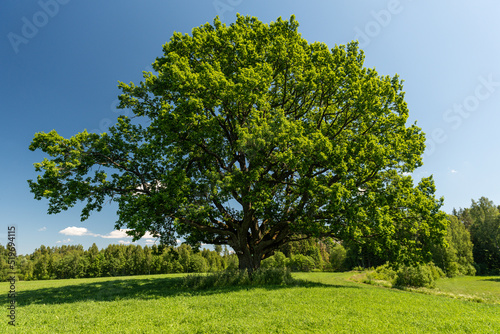 Ozolu oak - the most beautiful oak in Latvia.