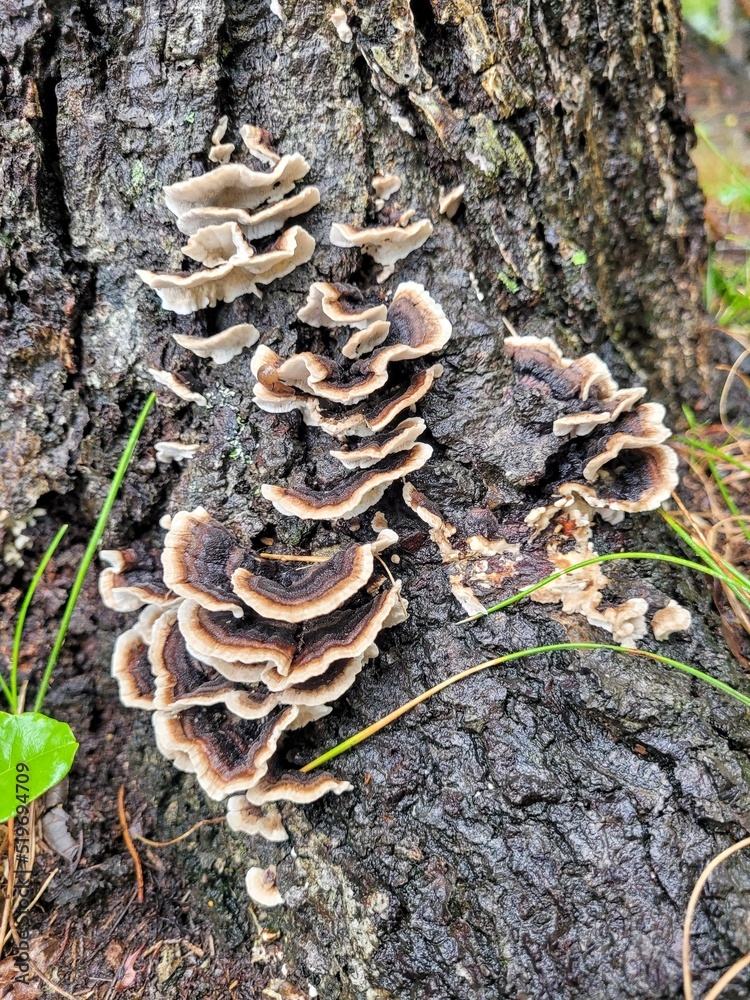 Mushrooms on a stump in east Tennessee forest Mushrooms on a stump in east Tennessee forest
