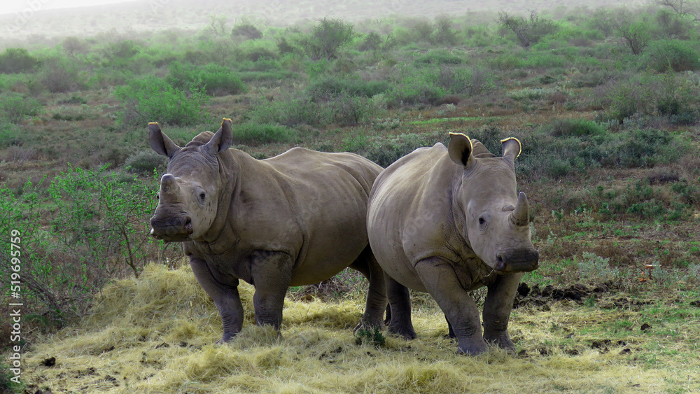 Rhino Rhino