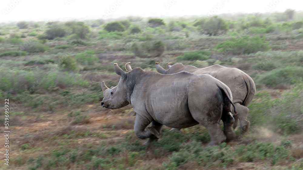 Fototapeta premium Rhino