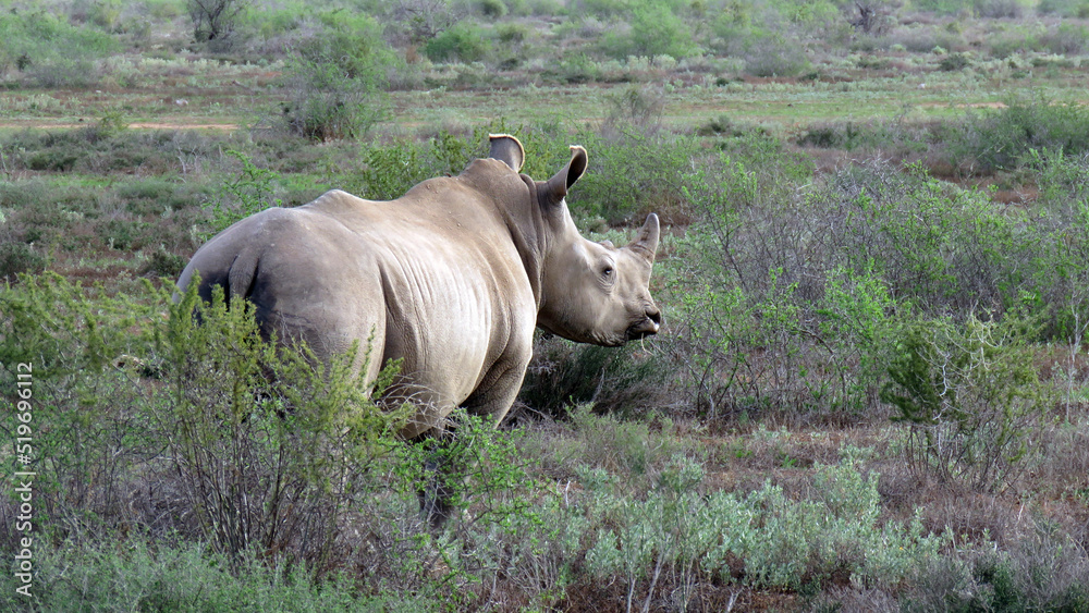 Obraz premium Rhino