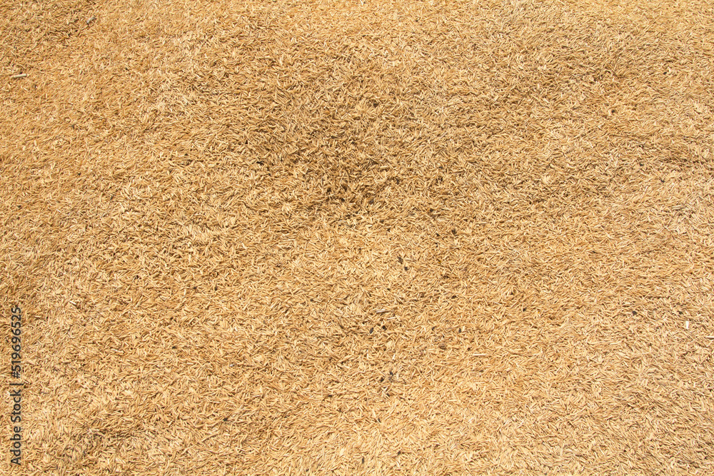 Yellow rice husks obtained by milling rice in rice mills. Suitable for using natural fertilizers in the vegetable gardens of farmers to reduce costs and be a renewable energy for biomass. Yellow rice husks obtained by milling rice in rice mills. Suitable for using natural fertilizers in the vegetable gardens of farmers to reduce costs and be a renewable energy for biomass.