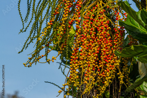 Flowers and fruit of the Chamaedorea tepejilote Liebm plant photo