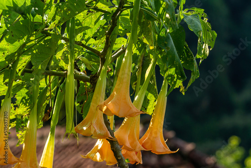 The flowers of the Datura Metel plant that are in bloom are a combination of ivory and orange