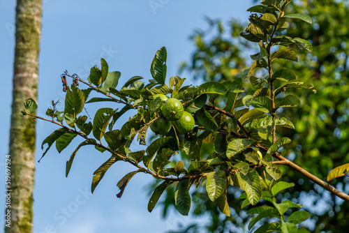 Guava plant that has green flowers and fruit