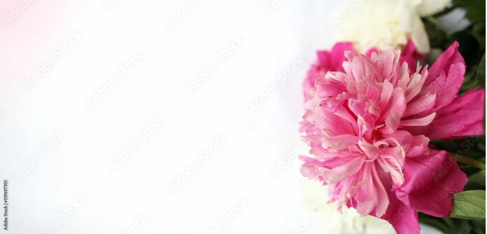 White and pink peonies on a white background. A festive summer bouquet. Background for a greeting card.