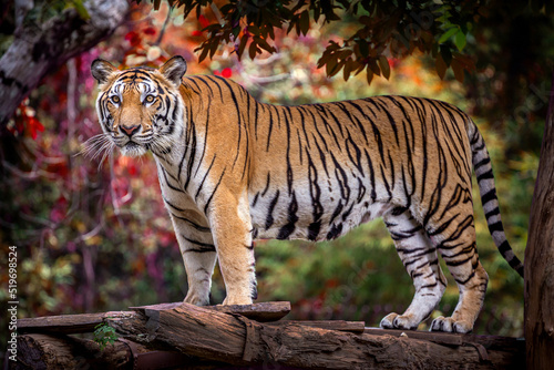 Indochinese tiger resting in the midst of natural forest.