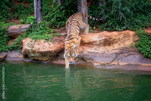 Asian tiger relaxing and playing in the water.