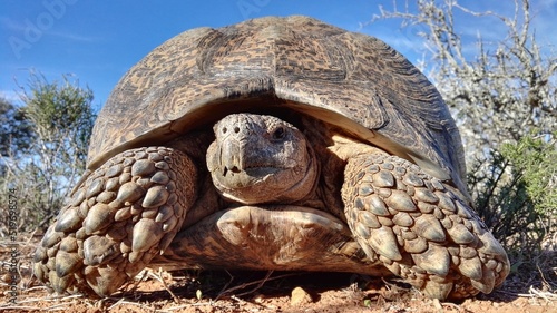 tortoise