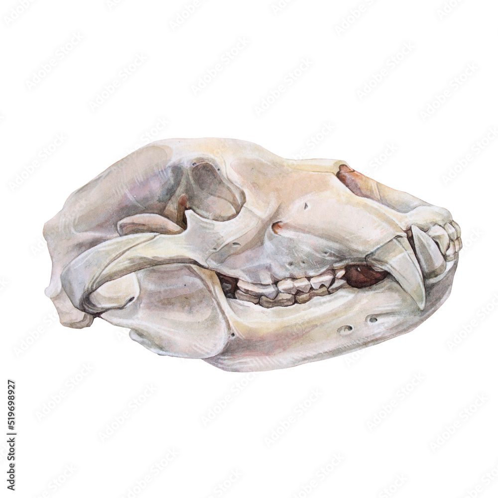 Watercolor bear skull isolated on white background. Realistic object anatomy head mammal animal for book or boho sicker. Creative hand-drawn natural clipart for wallpaper wrapping or sketchbook