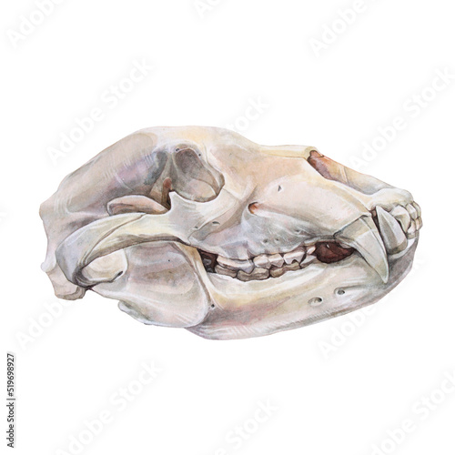 Watercolor bear skull isolated on white background. Realistic object anatomy head mammal animal for book or boho sicker. Creative hand-drawn natural clipart for wallpaper wrapping or sketchbook