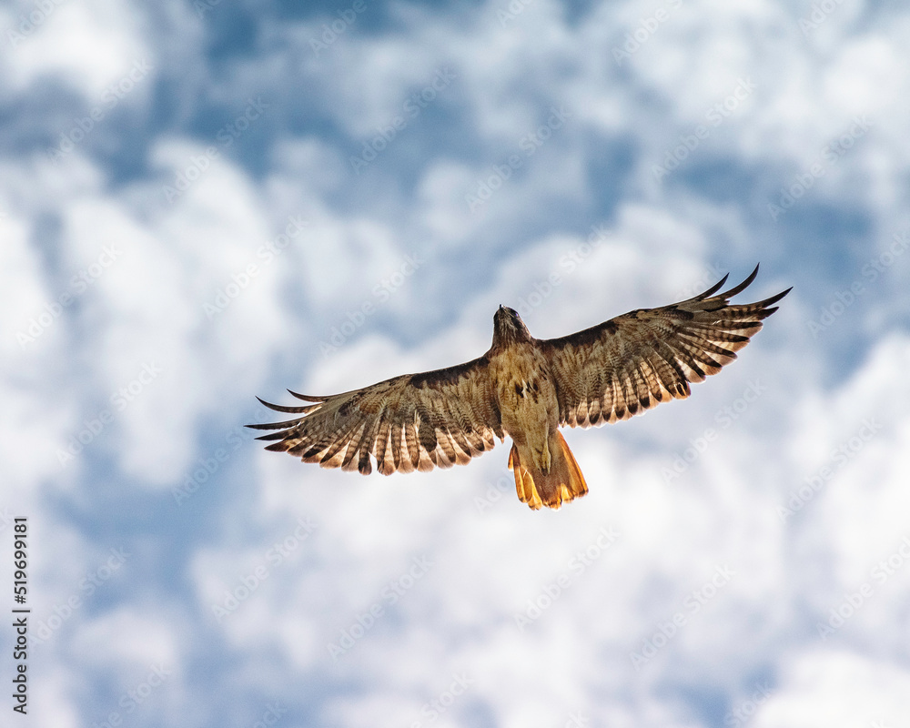 Obraz premium A Red-tailed Hawk (Buteo jamaicensis) soars over Lake Hollywood in Los Angeles, CA.