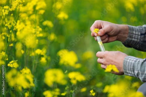 Holding flower sample in a tube on the field for chemical analysis test. Agrochemical analysis concept.