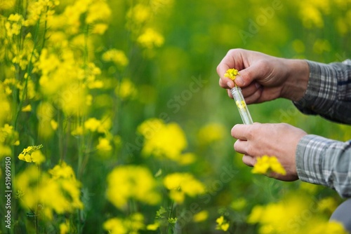 Holding flower sample in a tube on the field for chemical analysis test. Agrochemical analysis concept. photo