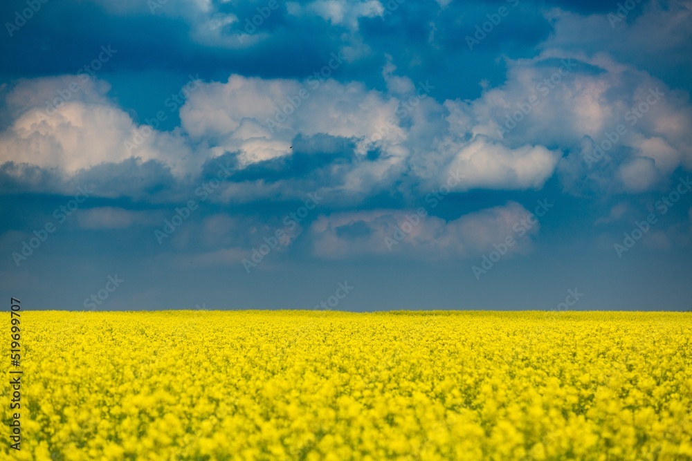 Field of colza rapeseed yellow flowers and blue sky,  agriculture concept