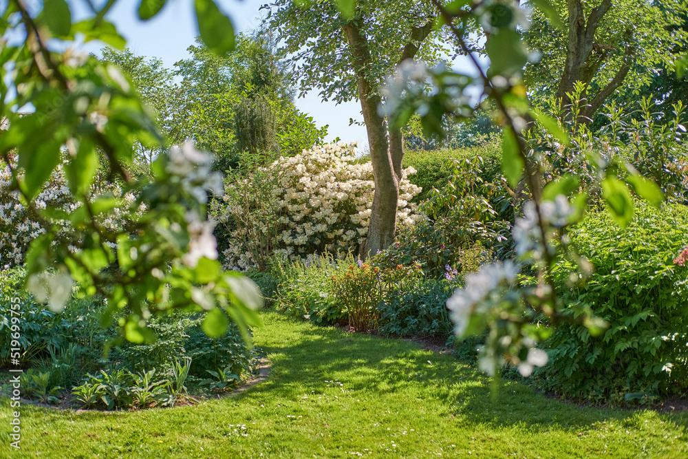 Trees, plants, and flowers in a green garden with cultivated lawn on sunny day outside in summer. Scenic view of white blossoms and rhododendron in vibrant and lush backyard or growing in nature park Trees, plants, and flowers in a green garden with cultivated lawn on sunny day outside in summer. Scenic view of white blossoms and rhododendron in vibrant and lush backyard or growing in nature park