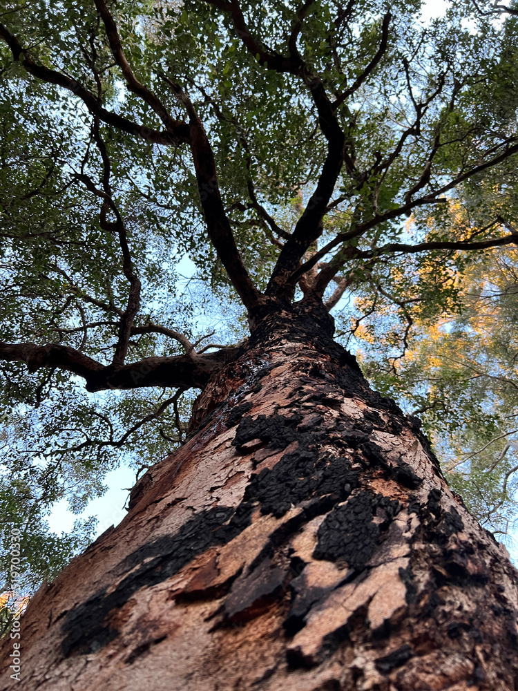 Naklejka premium tree in the forest