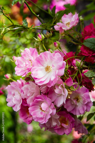 Beautiful pink climbing roses growing in a garden; Garden roses blooming in the summer