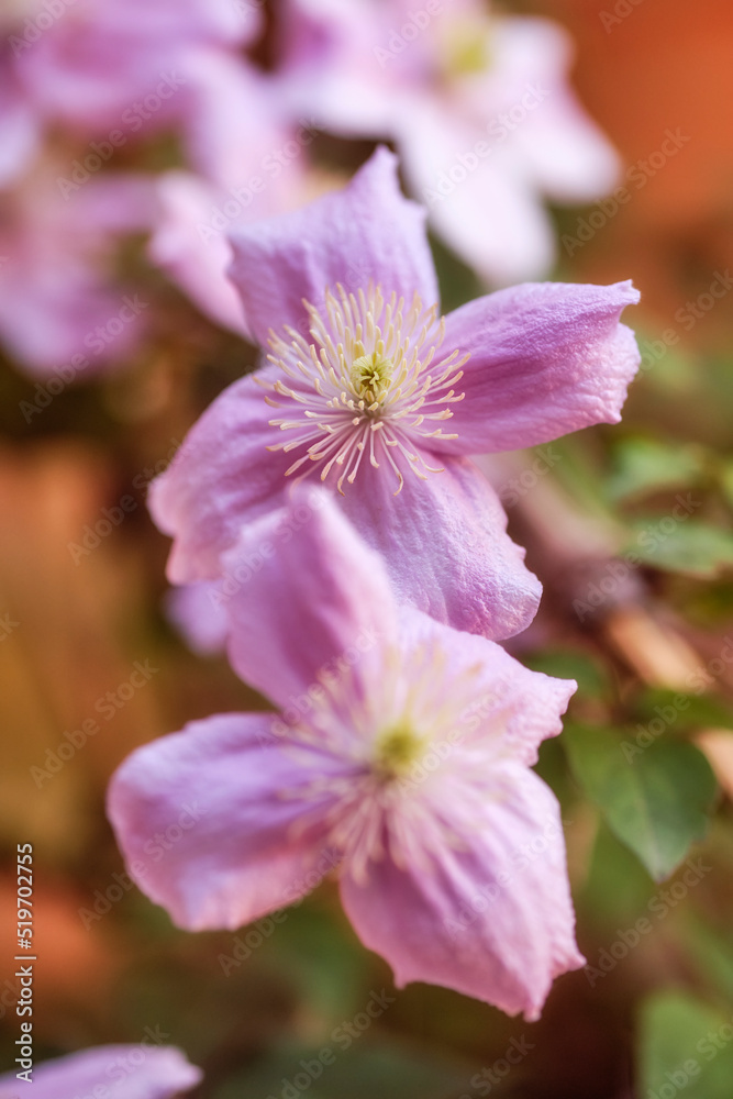 Beautiful, colorful and vibrant pink flowers growing in a garden on a sunny spring day outside. Closeup of clematis viticella or italian leather from the buttercup plant species blossoming in nature Beautiful, colorful and vibrant pink flowers growing in a garden on a sunny spring day outside. Closeup of clematis viticella or italian leather from the buttercup plant species blossoming in nature