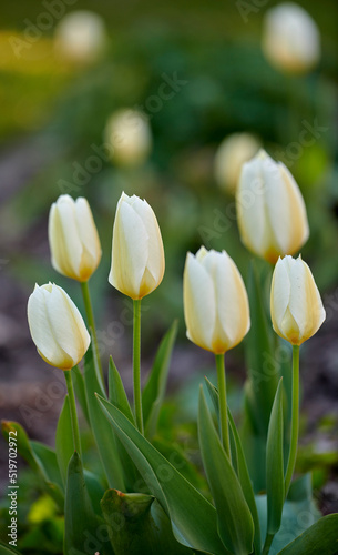 White  beautiful garden tulips growing in spring on a sunny day outdoors. Closeup of didiers tulip from the tulipa gesneriana plant species with blossoming  blooming and flowering in nature