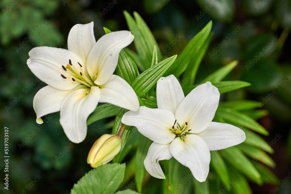 Closeup, white and beautiful summer flowers blooming in green home garden or backyard. Texture, detail and background of easter lily plants flowering in yard with open stamens for insect pollination