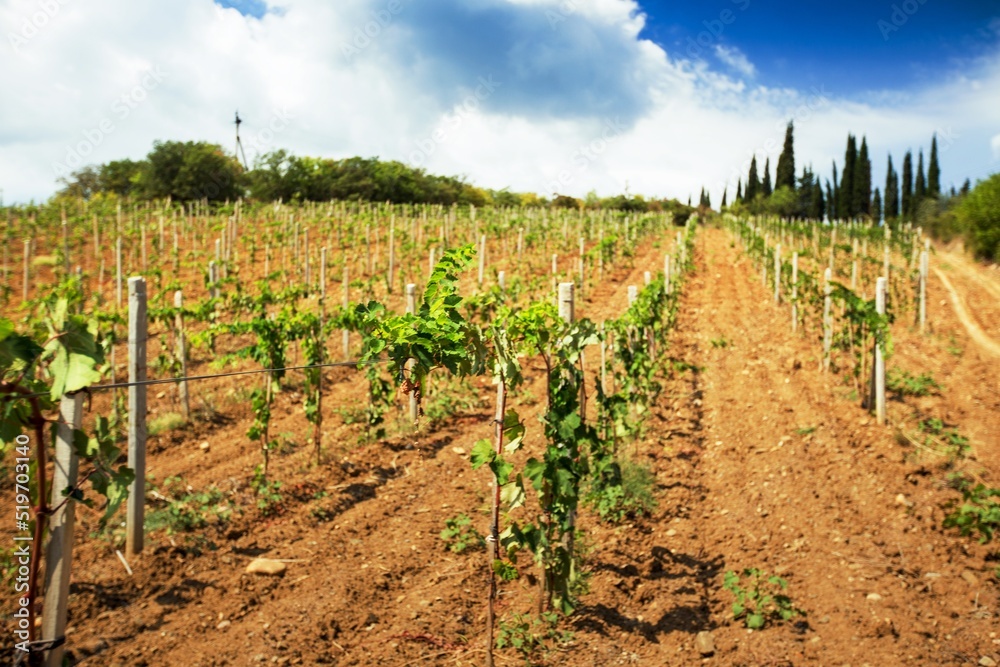 Grapes Growing in a Vineyard