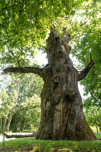 Seja oak - the oldest tree in Latvia and one of the largest. photo