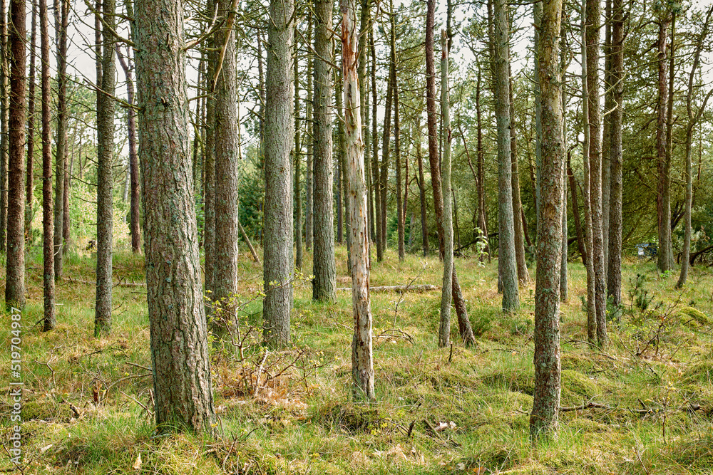Obraz premium Beautiful, relaxing and lush forest trees and green grass in nature during spring. Landscape view of wild uncultivated agriculture in the woods. A natural calm environment with tall trees outdoors